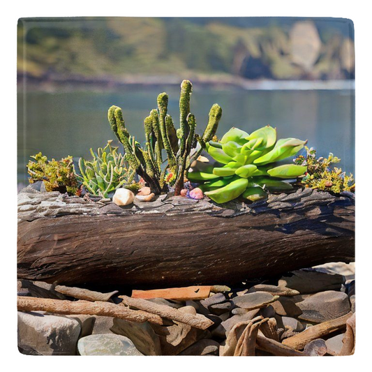 Adorable Succulent Arrangements to Brighten Your World - Succulent & Sea Refrigerator Magnets - Collection #1